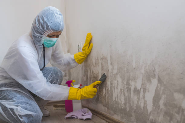 Best Mold Odor Removal Services  in Estell Manor, NJ