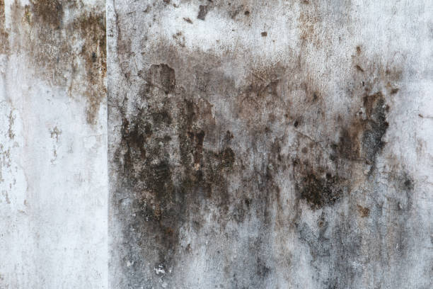 Best Comprehensive Air Testing for Mold Contaminants  in Estell Manor, NJ