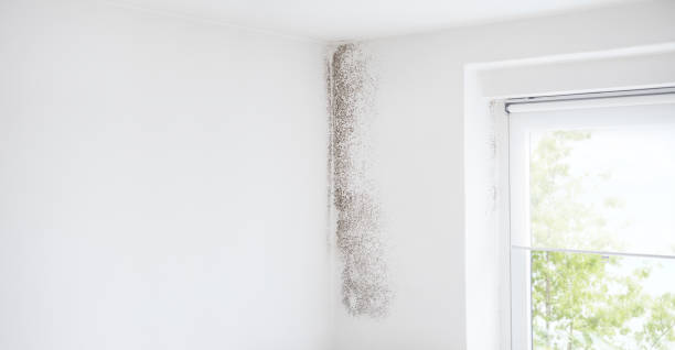 Best Residential Mold Inspection & Testing  in Estell Manor, NJ