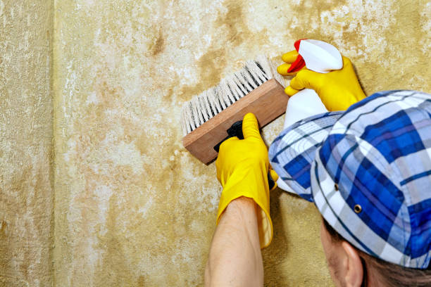 Best Mold Removal for HVAC Installations  in Estell Manor, NJ