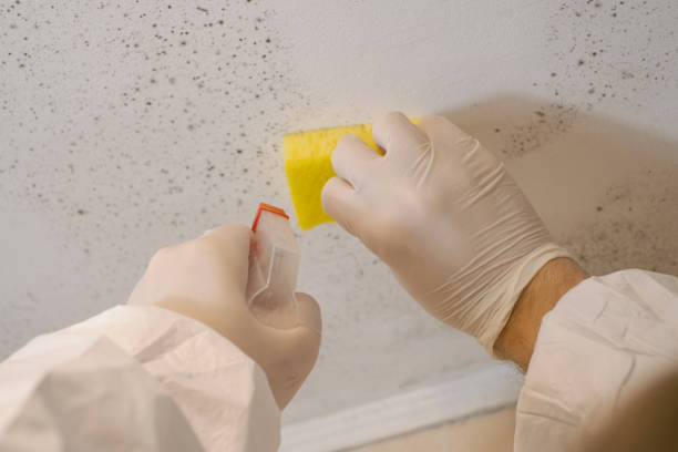 Best Mold Prevention Services  in Estell Manor, NJ