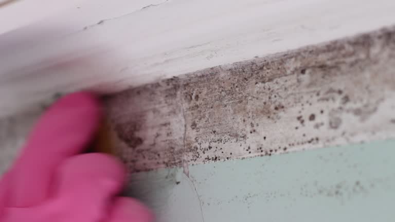 Best Biohazard Mold Removal  in Estell Manor, NJ